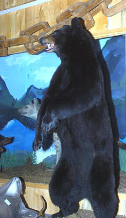 standing black bear mount